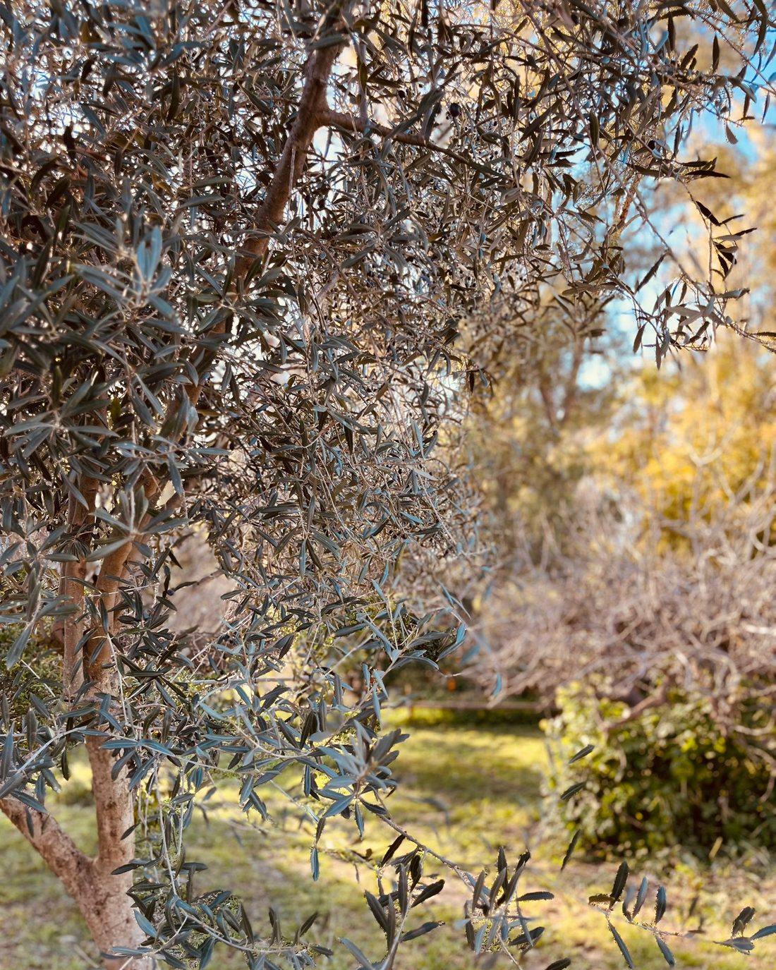 Olive trees in the grounds of Finca W