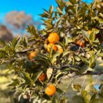 Oranges on the tree at Finca W